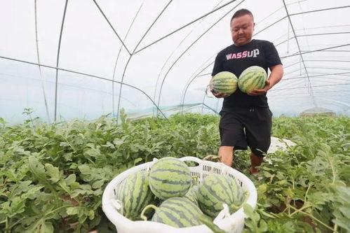 西瓜田吃瓜,一场甜蜜的田间食光之旅