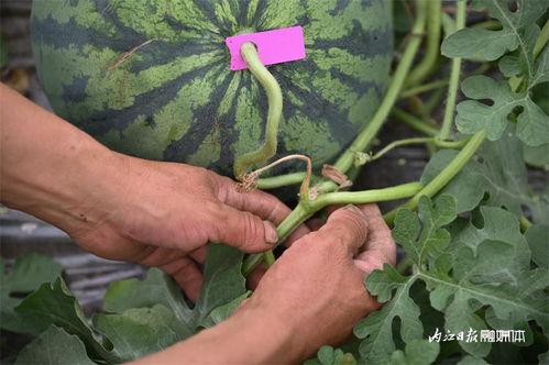 劣化巢穴吃瓜,揭秘吃瓜背后的秘密与影响