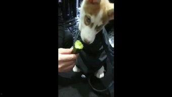 狗狗打架吃瓜视频播放,吃瓜群众围观这场热血沸腾的“狗界争霸”