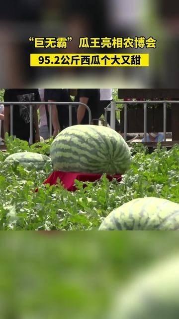 星眠吃瓜,揭秘娱乐圈幕后秘闻