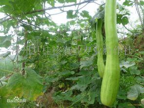 砍瓜怎么吃才好