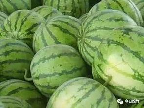 西瓜田吃瓜,一场甜蜜的田间食光之旅