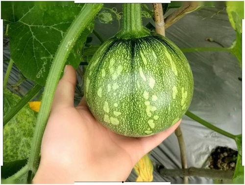 小源在线吃瓜,揭秘娱乐圈幕后故事