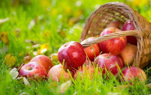 吃瓜苹果小说,揭秘娱乐圈背后的秘密与真相