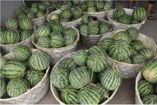 葡萄网站吃瓜,揭秘吃瓜群众的网络盛宴