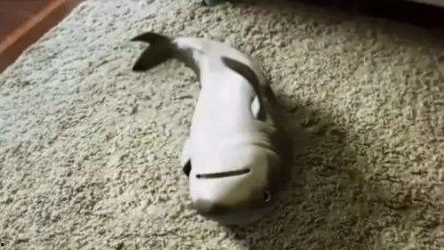 吃瓜小鲨,揭秘娱乐圈的幕后故事