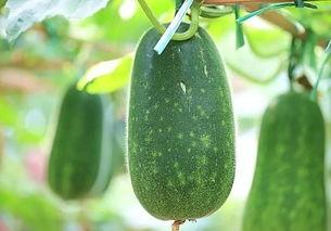 今日吃瓜51吃瓜网热,揭秘今日热门吃瓜事件，带你领略网络热点风云