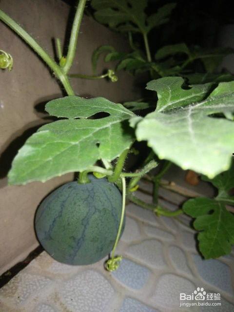 什么瓜是吃籽,揭秘吃籽瓜的神奇生长奥秘