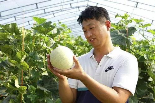 一吃瓜园,揭秘瓜果种植的绿色秘境