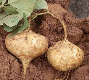 怀孕给可以吃土瓜,土瓜助力母婴健康