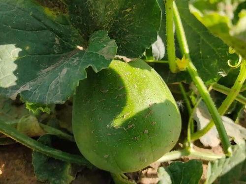 部队假期吃瓜视频