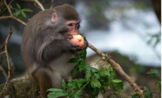 猴子吃瓜插图片,猴子吃瓜瞬间捕捉