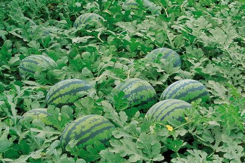 隆尧吃瓜后续,揭秘背后真相与网络舆论风暴