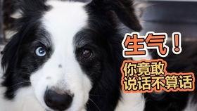 太原吃瓜狗,揭秘城市生活百态