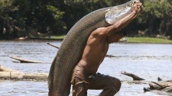 吃瓜群众鱼,网络红人的崛起与影响力