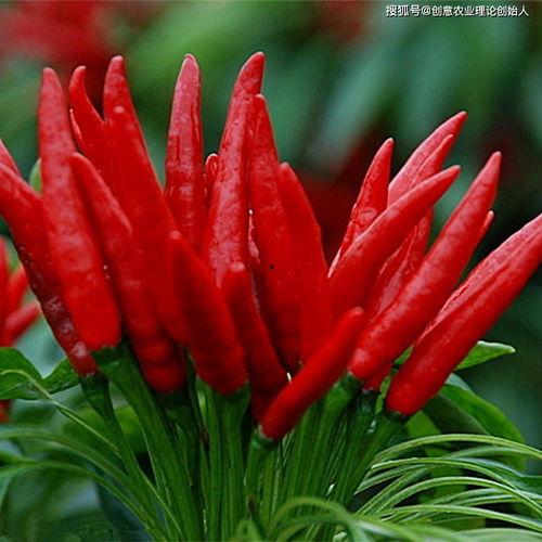 yoto链接吃瓜,吃瓜群众必看的幕后故事