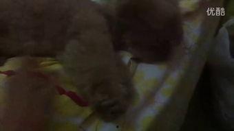 张掖女人吃瓜视频