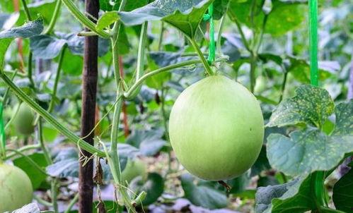 晚上吃瓜嗓子疼,揭秘夜间饮食与嗓子疼痛的关系