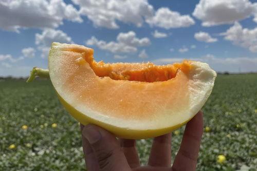 在沙漠吃蜜瓜,探索沙漠蜜瓜的独特魅力