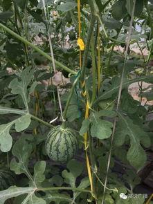 郑州工业吃瓜,瓜田里的创新与活力