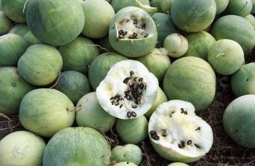 吃瓜群众与吃瓜的由来,网络时代的流行语演变解析