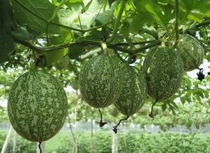 各种吃瓜技术视频,跟随吃瓜技术视频解锁美味新境界