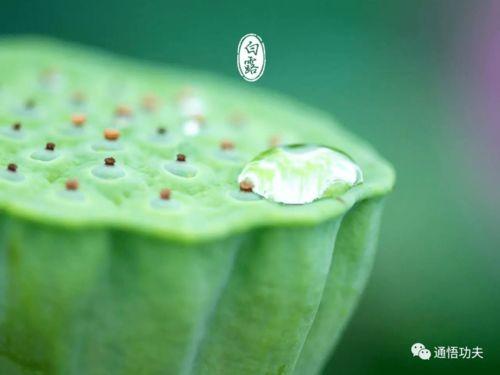 白露瓜怎么吃,解锁秋季美味新体验