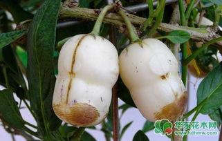 怀孕可以吃茄瓜,茄瓜的营养与美味